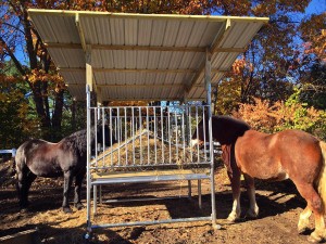 Dover Mounted Patrol horses feeding from a Klene Pipe Horse hay Feeder