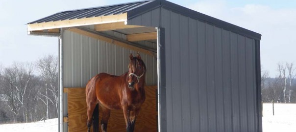 Run in Horse Shelter for Cold Weather Care