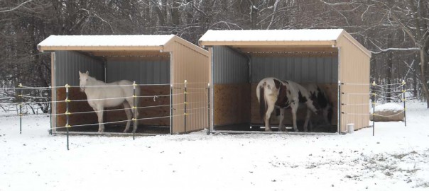 2 horses in run-in shelters in the winter