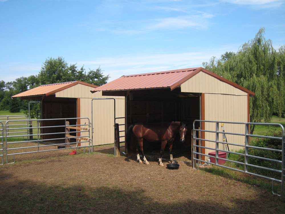 Wrangler run in horse shelter