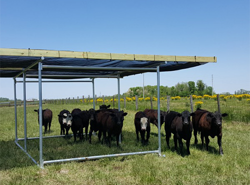Portable Cattle Shade