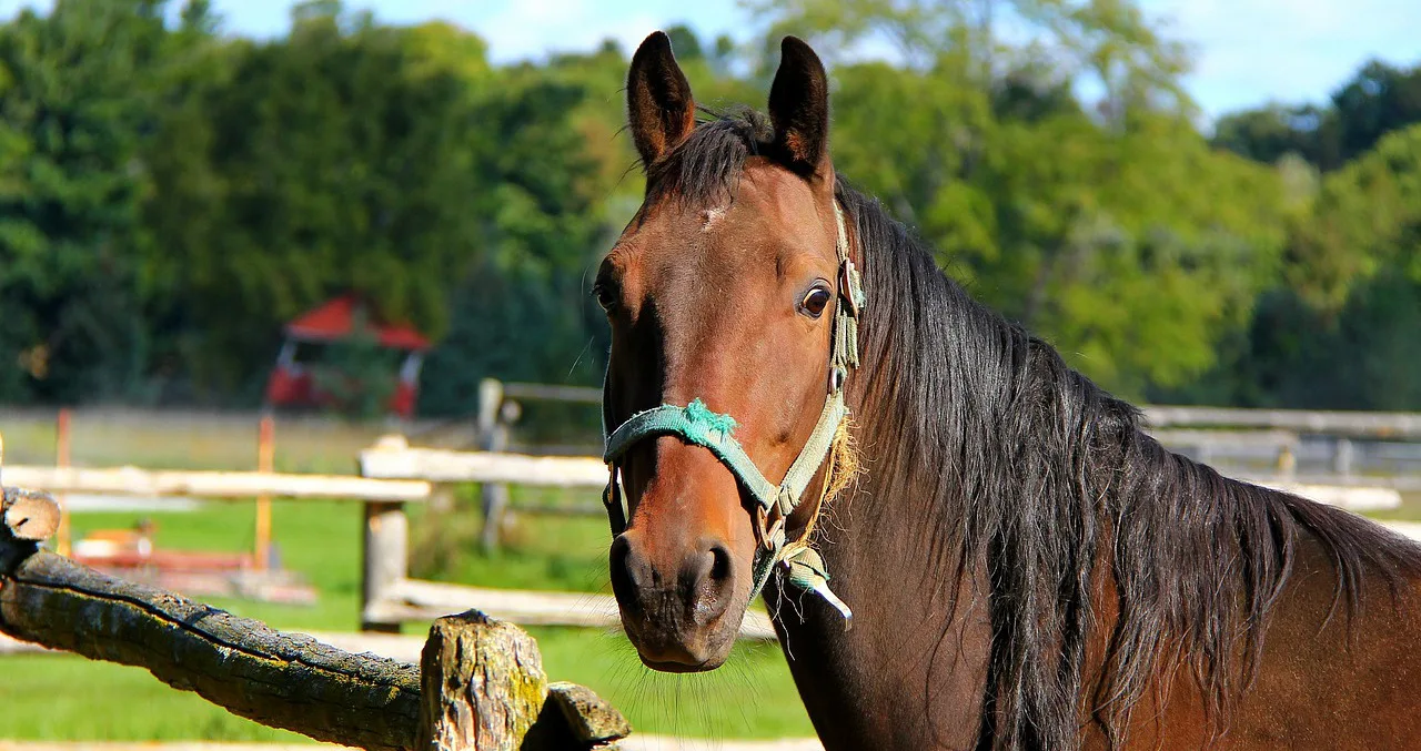 Horses in the Heat