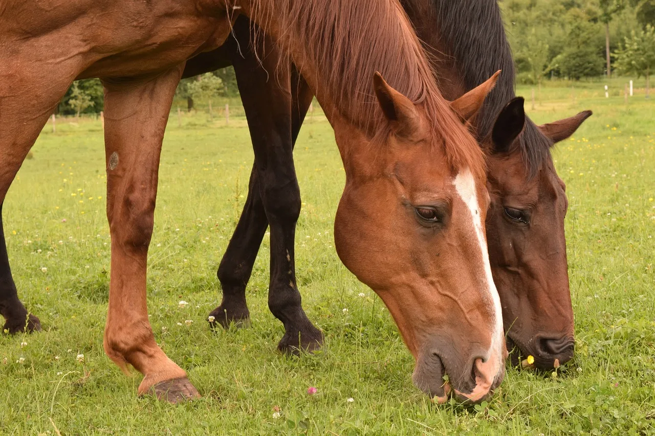 Horses Eating