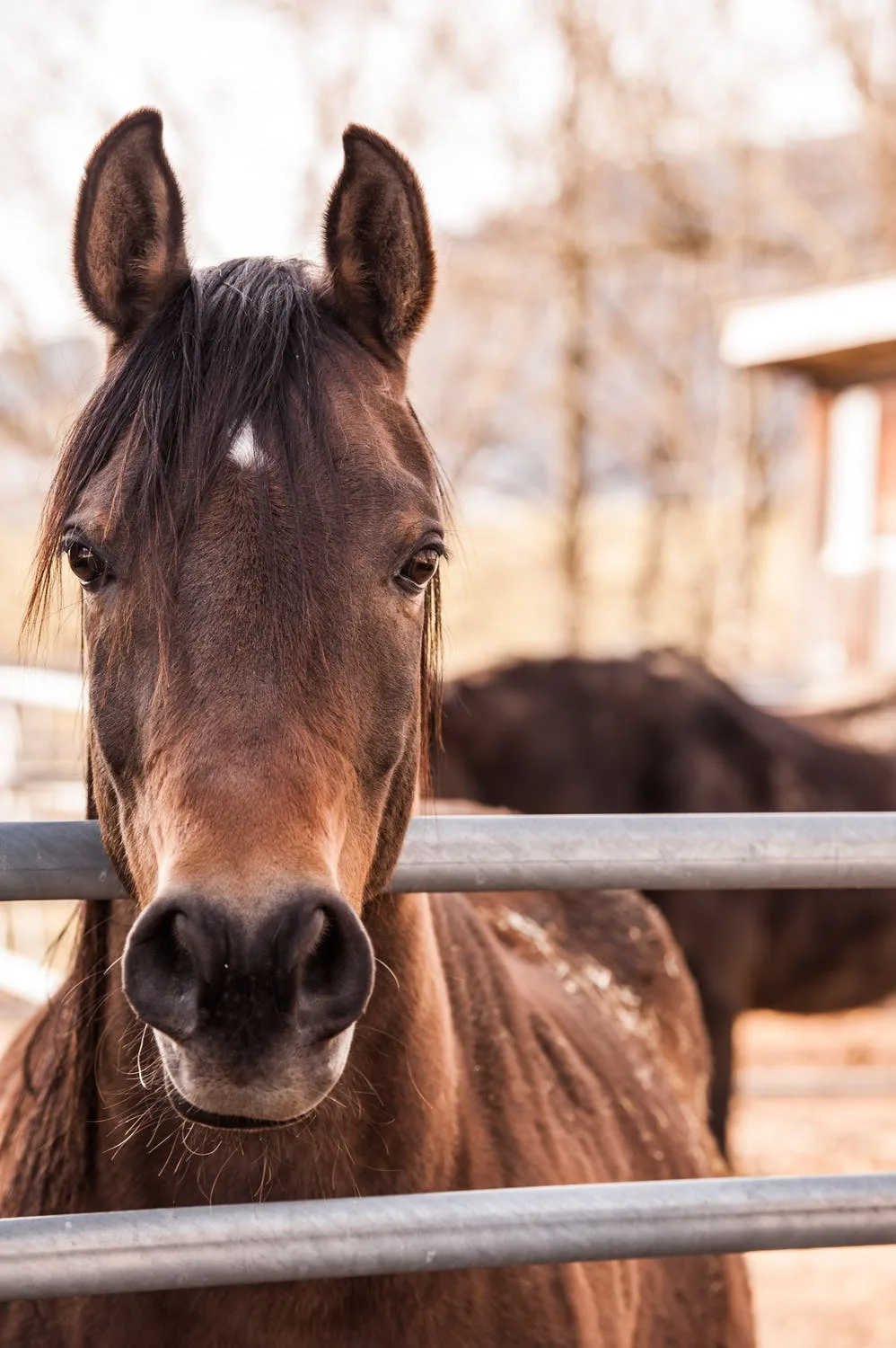 hay saver feeders