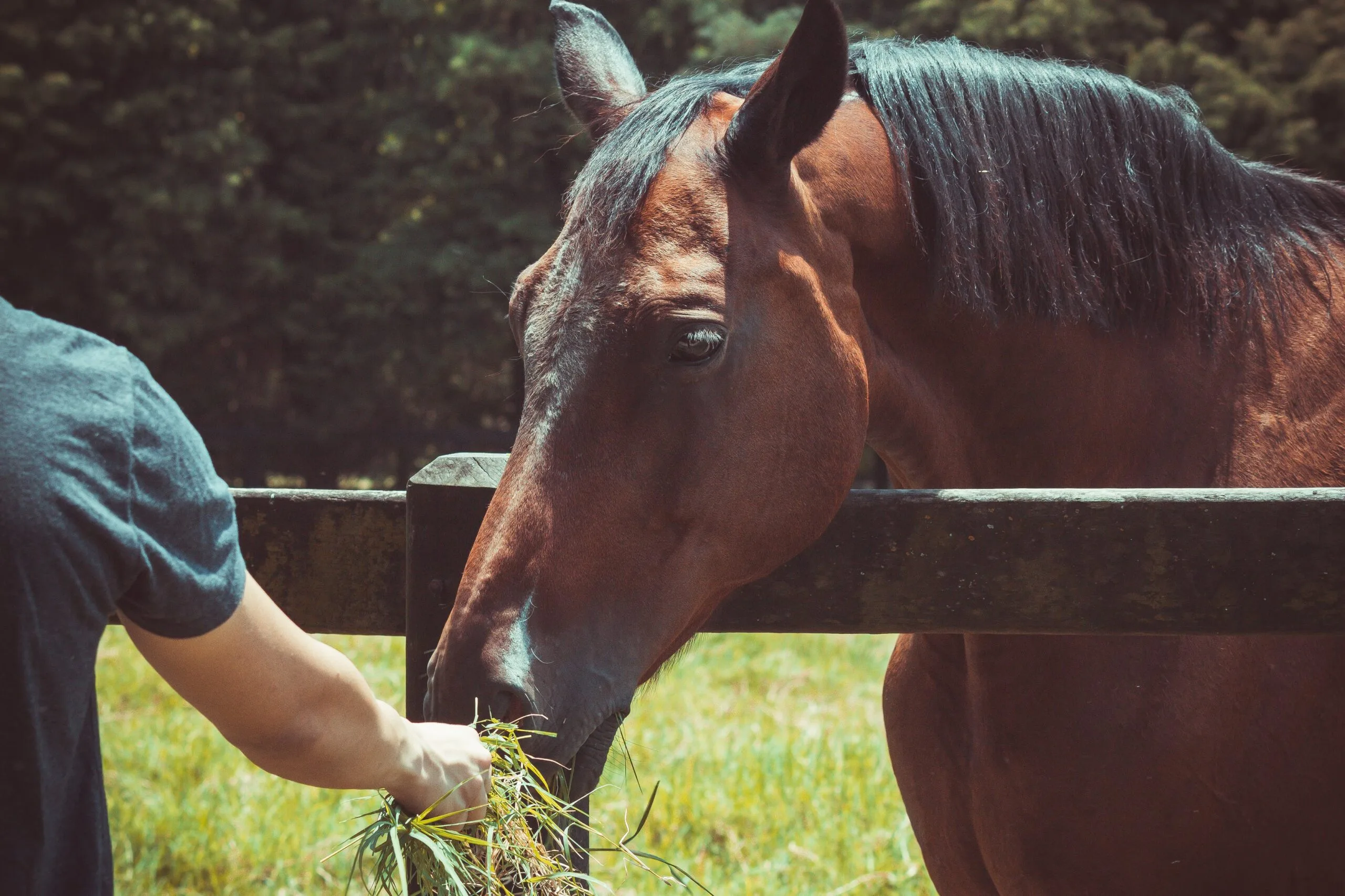 horse feeding and avoiding hay waste